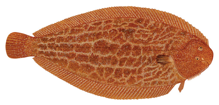 세네갈 쏘울(Senegalese sole). Solea senegalensis