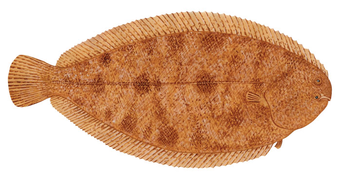 스타나란드스(Stanaland's sole). Solea stanalandi