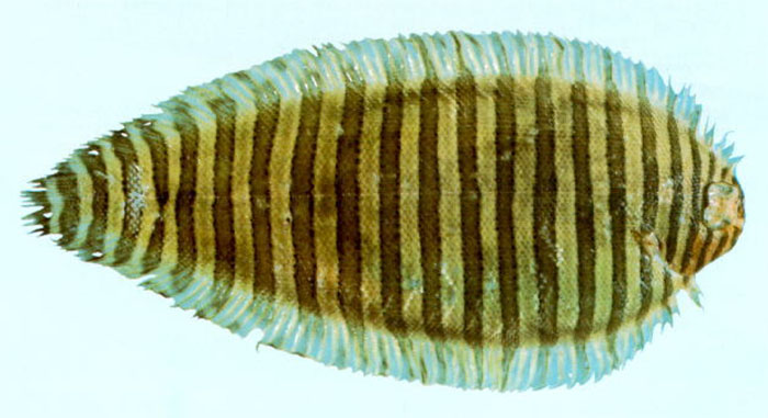 윅커워크 쏘울(Wicker work sole). Zebrias craticula