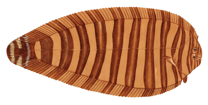 프린지핀 제브라 쏘울(Fringefin zebra sole). Zebrias quagga