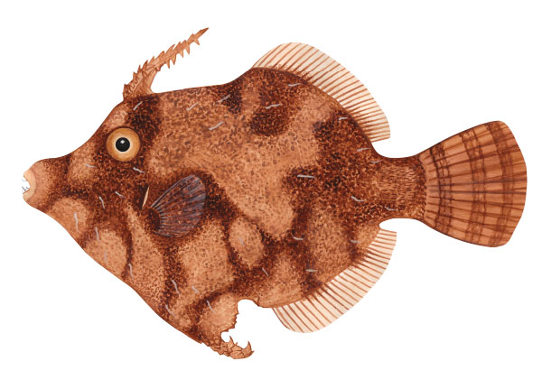 토게카와하기(Togekawahagi). Acreichthys hajam