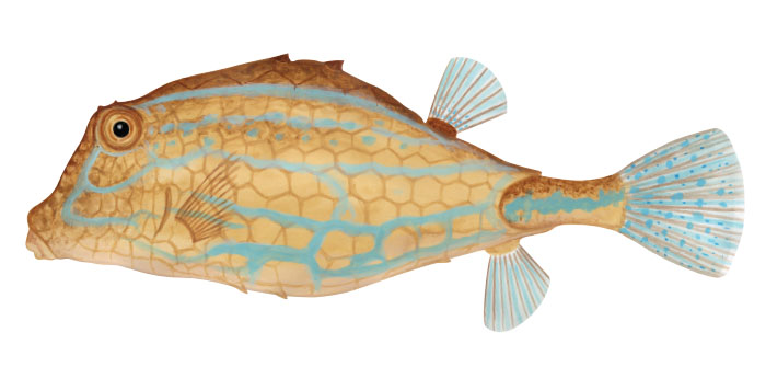 트라이앵귤라 박스피시(Triangular boxfish). Tetrosomus concatenatus