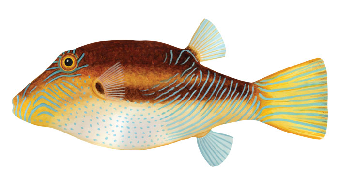 마르키사스 토비(Marquesas toby). Canthigaster marquesensis