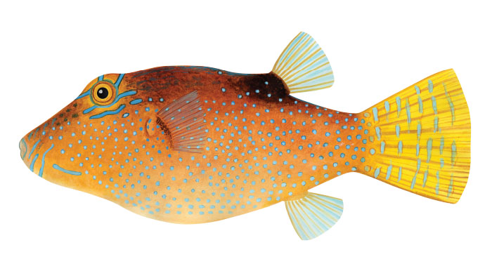 라파 푸퍼(Rapa puffer). Canthigaster rapaensis