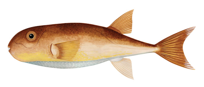 하프문 골든 푸퍼피시(Halfsmooth golden pufferfish). Lagocephalus spadiceus