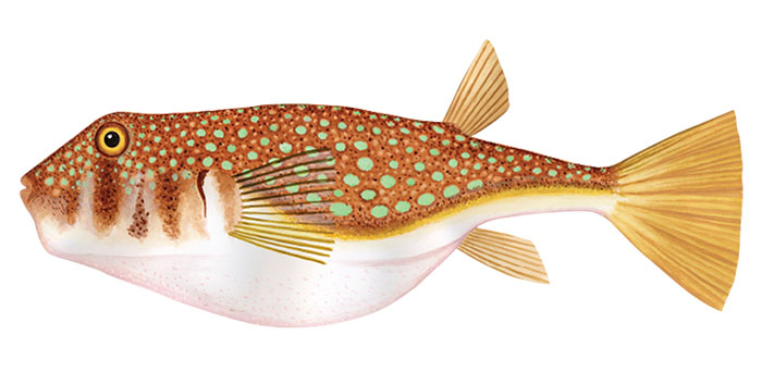 The orange-spotted toadfish Torquigener hypselogeneion (Bleeker 1852)