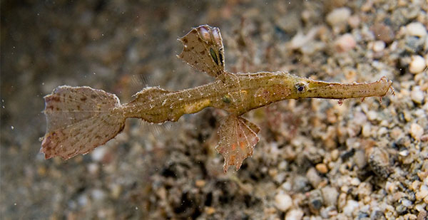 유령실고기과 Family Solenostomidae(ghost pipefish)
