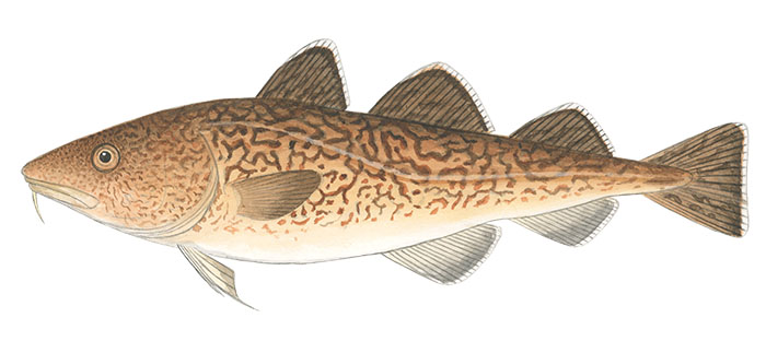 대구(Pacific Cod). Gadus Macrocephalus