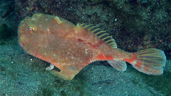 점씬벵이과 Family Chaunacidae(Sea toads).