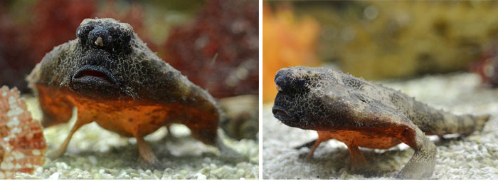 부치과 Family Ogcocephalidae(Batfishes).