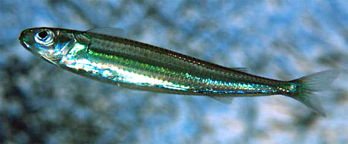 색줄멸과 Family Atherinidae(Silversides).