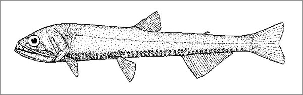라이트피시과 Family Phosichthyidae(Lightfishes).