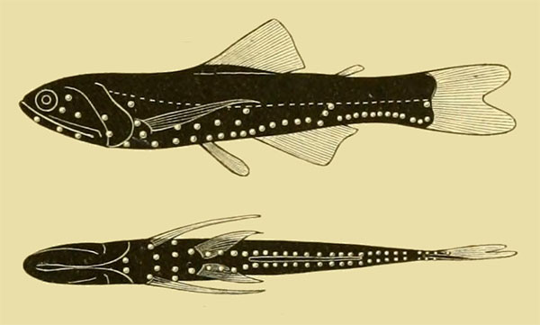 북태평양 랜턴피시(North Pacific lanternfish). Lampanyctus fernae