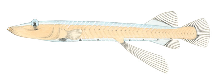 브라운스노우트 귀신고기(Brownsnout spookfish). Dolichopteryx longipes(Vaillant, 1888)