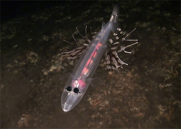브라운스노우트 귀신고기(Brownsnout spookfish). Dolichopteryx longipes(Vaillant, 1888)