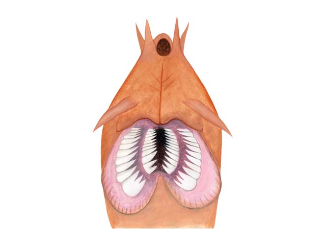 먹장어의 입 구조 Mouth structure of Hagfish