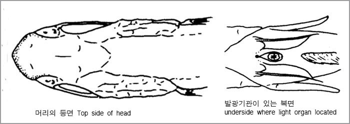 꺼끌머리민태 (Sagami grenadier) Ventrifossa garmani