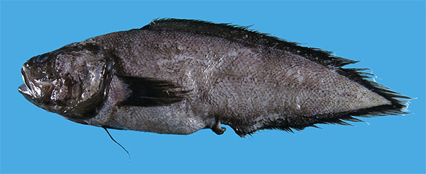 곱등양메기과 Family Bythitidae(Livebearing brotulas)