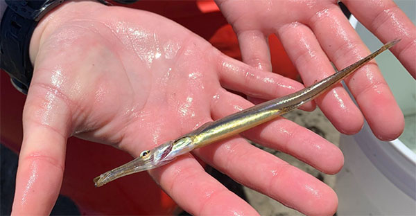 튜브 스노우트(Tubesnout) Aulorhynchus flavidus