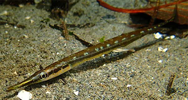튜브 스노우트(Tubesnout) Aulorhynchus flavidus