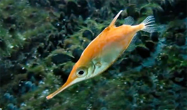 대주둥치(Longspine snipefish). Macroramphosus scolopax