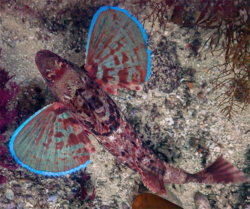 성대(Spiny red gurnard).Chelidonichthys spinosus(McClelland, 1844) Family 310