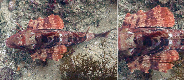 성대(Spiny red gurnard).Chelidonichthys spinosus(McClelland, 1844) Family 310