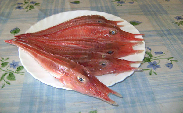 황성대과 Family Peristediidae(Armored searobins or armored gurnards).