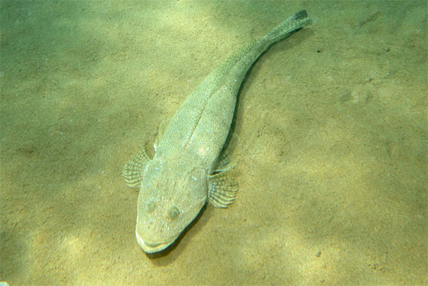 악어물고기(Crocodile fish). Cymbacephalus beauforti