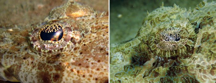 악어물고기(Crocodile fish). Cymbacephalus beauforti