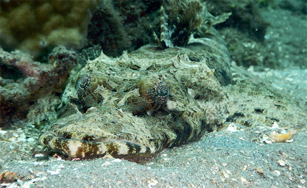 악어물고기(Crocodile fish). Cymbacephalus beauforti