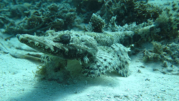 악어물고기(Crocodile fish). Cymbacephalus beauforti