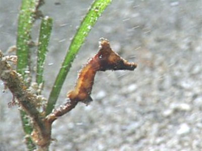 왕관해마(Crowned seahorse). Hippocampus coronatus