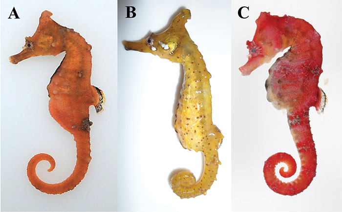 왕관해마(Crowned seahorse). Hippocampus coronatus