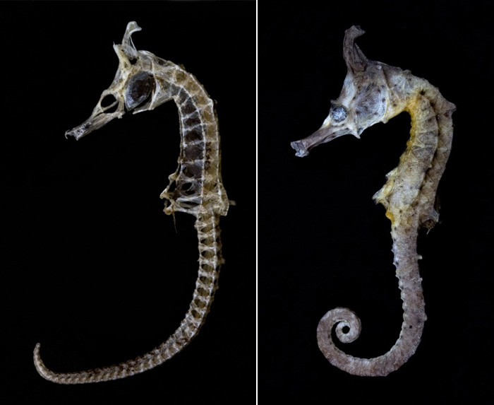 왕관해마(Crowned seahorse). Hippocampus coronatus