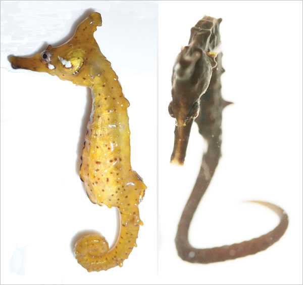 왕관해마(Crowned seahorse). Hippocampus coronatus