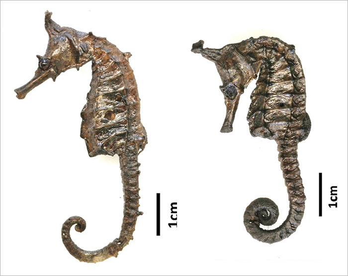 왕관해마(Crowned seahorse). Hippocampus coronatus