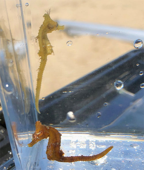 왕관해마(Crowned seahorse). Hippocampus coronatus