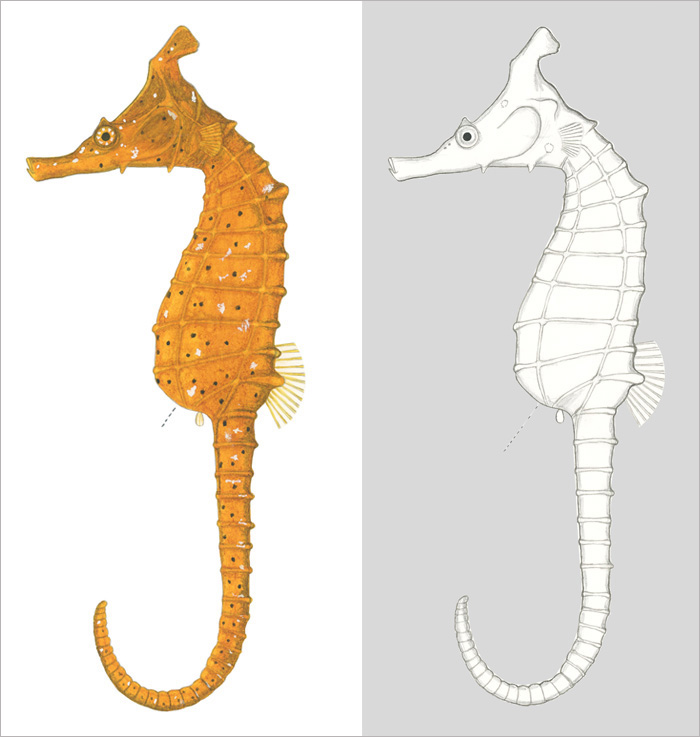 왕관해마(Crowned seahorse). Hippocampus coronatus
