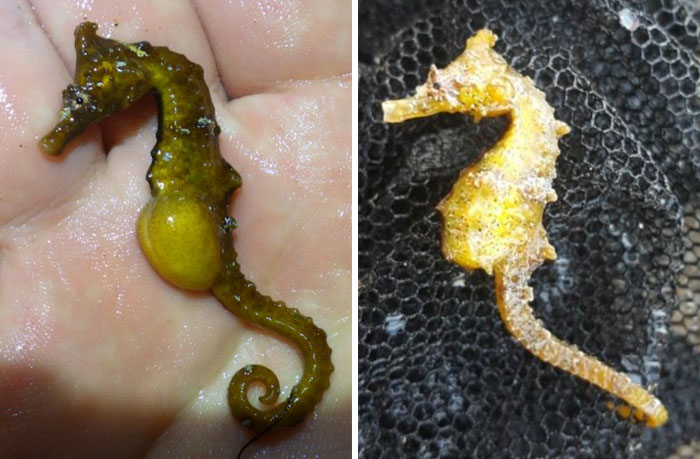 왕관해마(Crowned seahorse). Hippocampus coronatus
