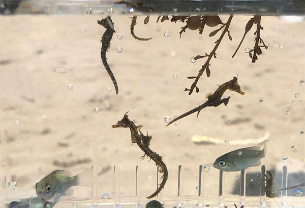 왕관해마(Crowned seahorse). Hippocampus coronatus