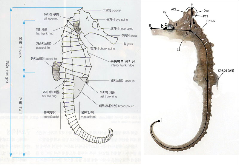 Hippocampus Kuda Diagram