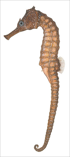 대해마 Hippocampus kelloggi