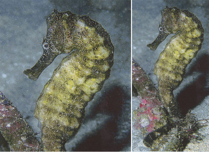 대해마 Hippocampus kelloggi