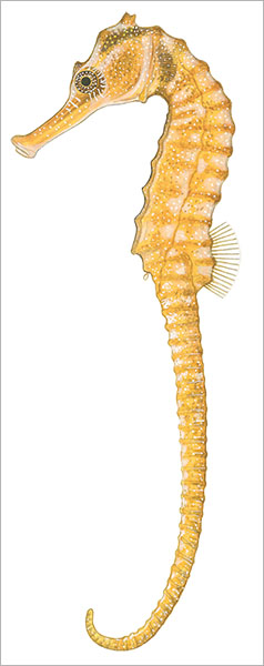 대해마 Hippocampus kelloggi