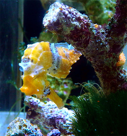 대해마 Hippocampus kelloggi