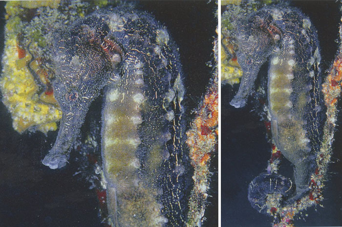대해마 Hippocampus kelloggi