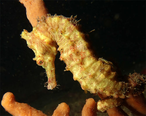 대해마 Hippocampus kelloggi
