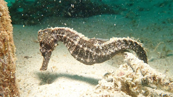 복해마(腹海馬/Spotted seahorse or Common Seahorse). Hippocampus kuda