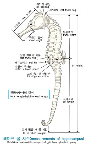 복해마(腹海馬/Spotted seahorse or Common Seahorse). Hippocampus kuda